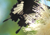 My image