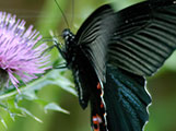 My image