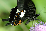 My image