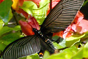 My image