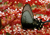 My image