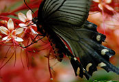 My image
