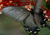 My image