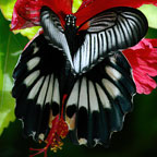 My image