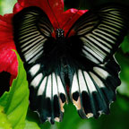 My image