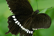 My image