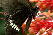 My image