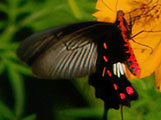 My image