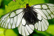My image